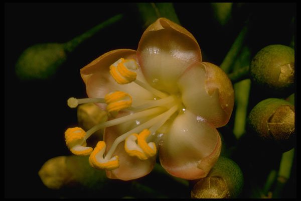 410042 Teak (Tectona Grandis) A4 Photo Print