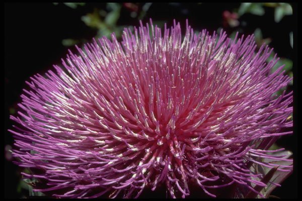 410043 Flowering Artichoke (Cynara Spp.) A4 Photo Print