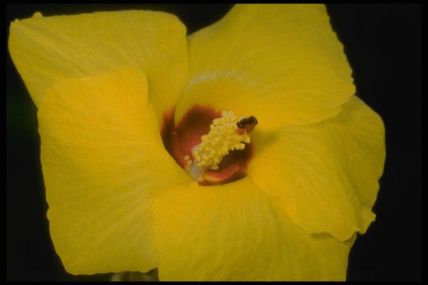 410044 Hibiscus Tillaceus A4 Photo Print