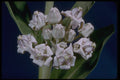 410045 Crown Flower (Calotropis Procera) A4 Photo Print