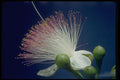 410046 Fish Poison Tree (Barringtonia Asiatica) A4 Photo Print