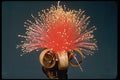 410047 Bombax (Bombax Ellipticum) A4 Photo Print