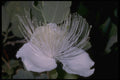 410048 Caper (Capparis Sandwichiana) A4 Photo Print