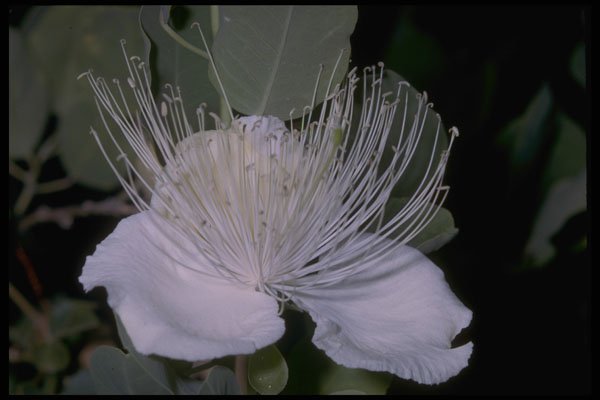 410048 Caper (Capparis Sandwichiana) A4 Photo Print