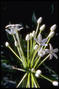 410049 Stephanotis Floribunda A4 Photo Print