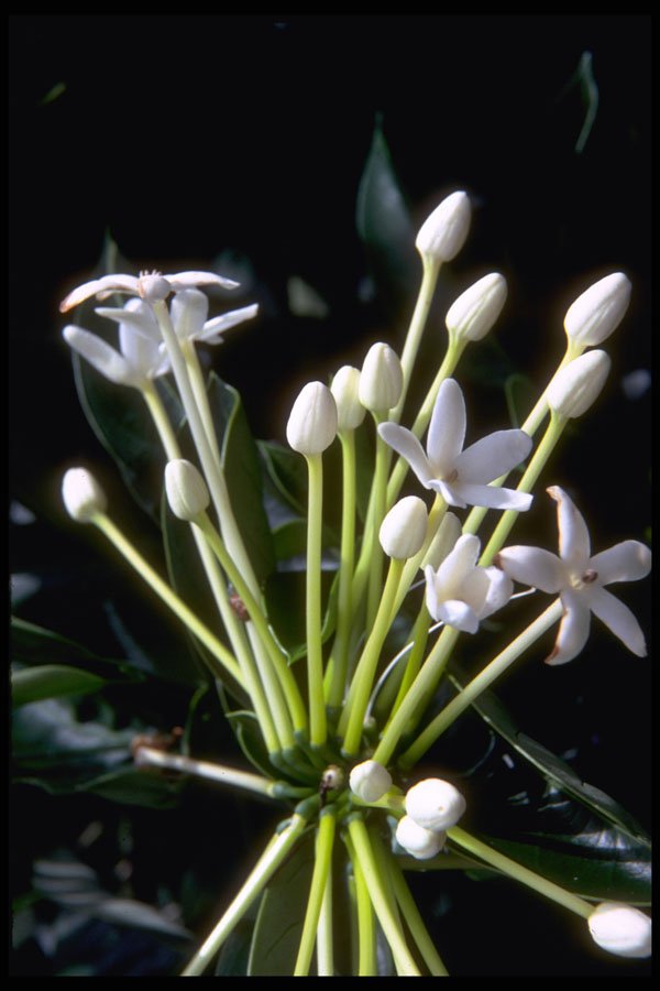 410049 Stephanotis Floribunda A4 Photo Print
