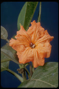 410050 Geiger Tree (Cordia Sebestena) A4 Photo Print