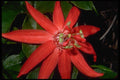 410051 Passiflora Antioquensis A4 Photo Print