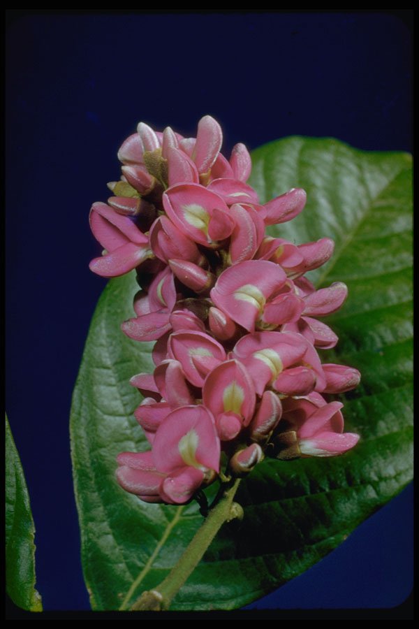 410052 St. Thomas Pink Bauhina (Bauhina Monandra) A4 Photo Print