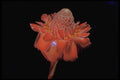 410053 Torch Ginger (Phaeomeria Magnifica) A4 Photo Print