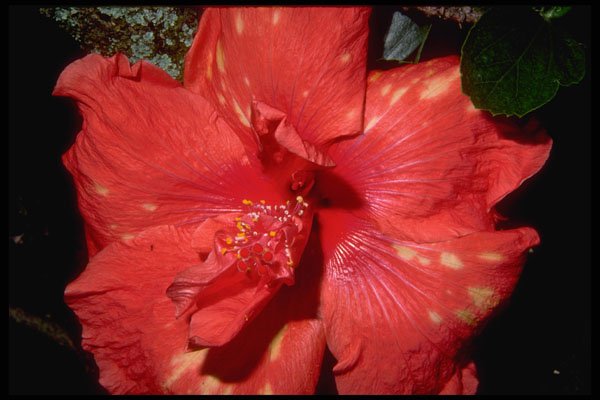 410054 Hibiscus Spp. A4 Photo Print