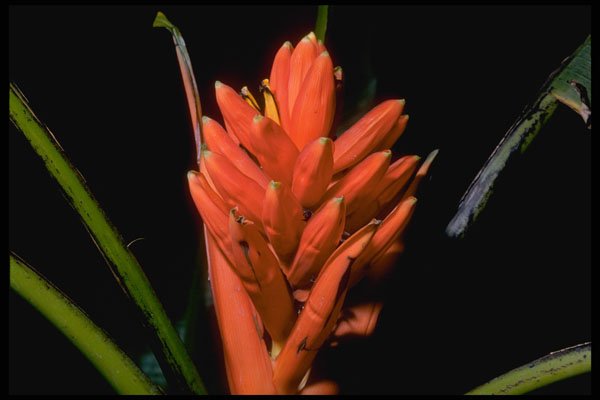 410055 Alpinia Spp. A4 Photo Print