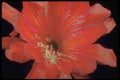 410056 Red Cereus (Hylocereus Spp.) A4 Photo Print