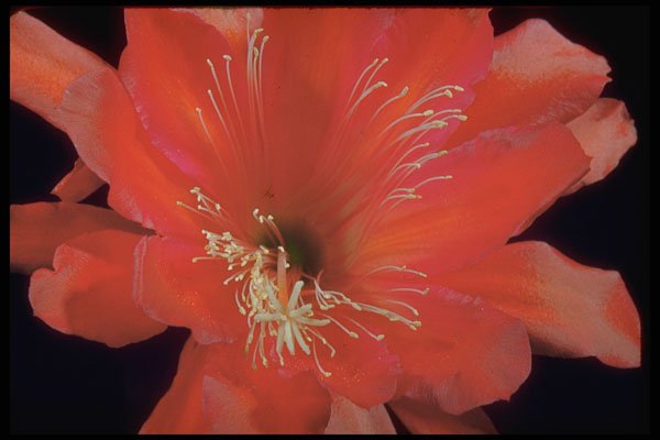 410056 Red Cereus (Hylocereus Spp.) A4 Photo Print