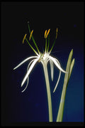410057 Spider Lily (Pancratium Littorale) A4 Photo Print