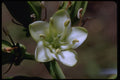 410058 Nestegis Sp. A4 Photo Print