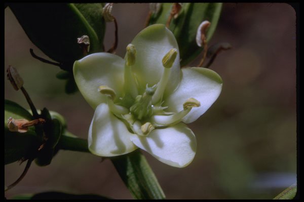410058 Nestegis Sp. A4 Photo Print