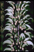 410059 Jade Vine (Strongylodon Macrobutrys) A4 Photo Print