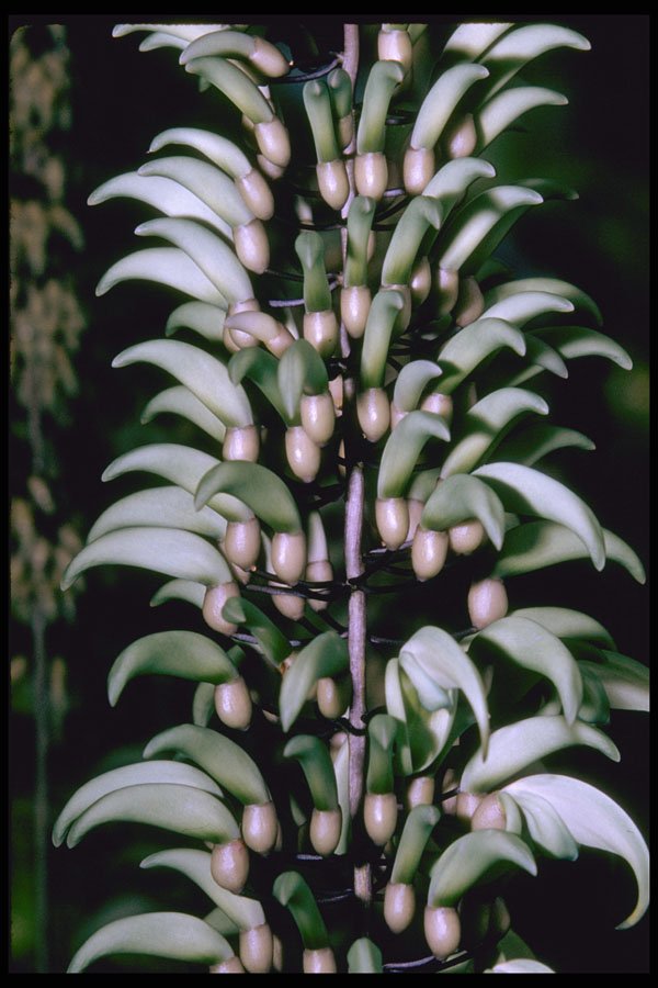 410059 Jade Vine (Strongylodon Macrobutrys) A4 Photo Print