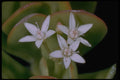 410060 Crassulaseae Spp. A4 Photo Print