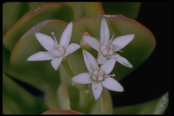 410060 Crassulaseae Spp. A4 Photo Print