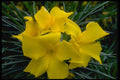 410061 Oleander (Thevetia Thevetioides) A4 Photo Print