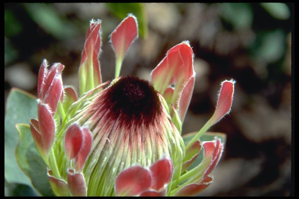 410062 Duchess Protea (Protea Exima) A4 Photo Print