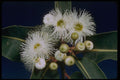 410063 Swamp Mahogany (Eucalyptus Robusta) A4 Photo Print