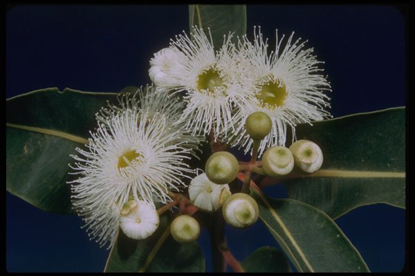 410063 Swamp Mahogany (Eucalyptus Robusta) A4 Photo Print