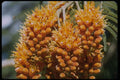 410064 Colvillea Rcemosa A4 Photo Print