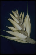 410065 Pandanus Odoratissimus A4 Photo Print