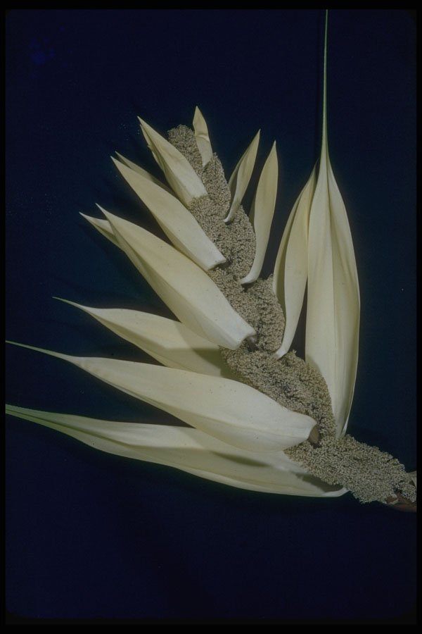 410065 Pandanus Odoratissimus A4 Photo Print