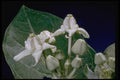 410066 Crown Flower (Calotropis Gigantea) A4 Photo Print