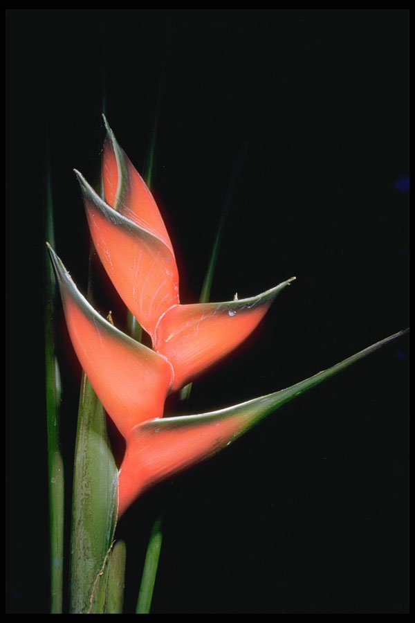 410067 Fishtail Heliconia (Heliconia Humilis) A4 Photo Print