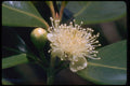 410068 Guava (Psidium Catteianum) A4 Photo Print