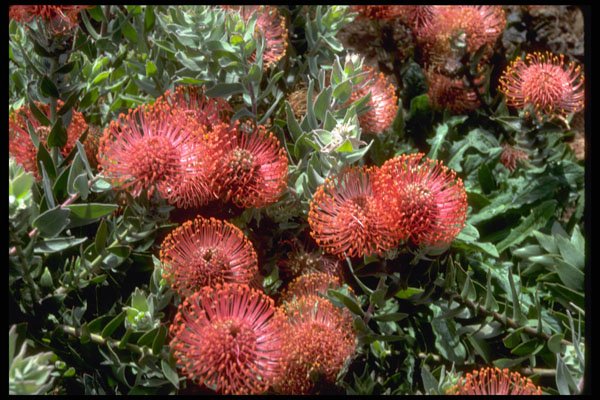 410069 Pin Cushion (Leucospermum Cordifolium) A4 Photo Print