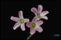 410070 Oxalis Martiana A4 Photo Print
