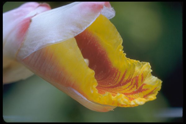 410071 Shell Ginger (Alpinia Nutans) A4 Photo Print