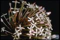 410072 Ixora Macrothyrsa A4 Photo Print