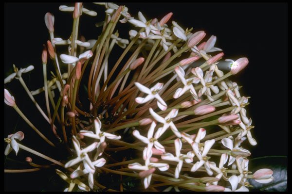 410072 Ixora Macrothyrsa A4 Photo Print