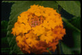 410075 Lantana Camara A4 Photo Print
