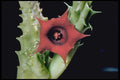 410076 Stapelia Spp. A4 Photo Print