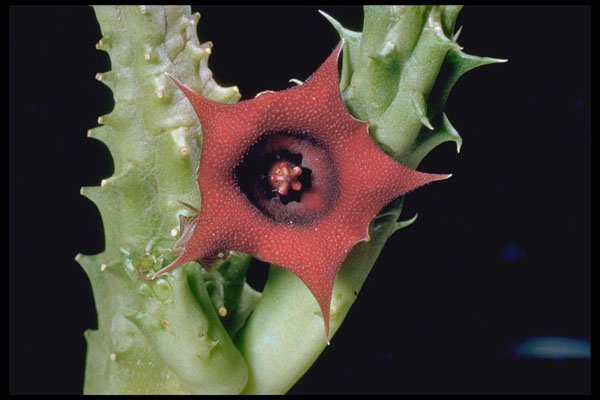 410076 Stapelia Spp. A4 Photo Print