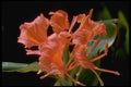 410077 Hedychium Flarescens A4 Photo Print