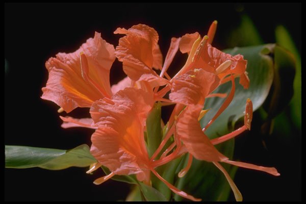 410077 Hedychium Flarescens A4 Photo Print