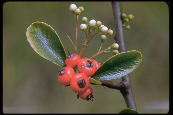 410078 Pyrocantha Angustifolia A4 Photo Print