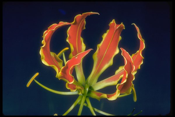 410079 Gloriosa Lily (Gloriosa Rothchildiana) A4 Photo Print