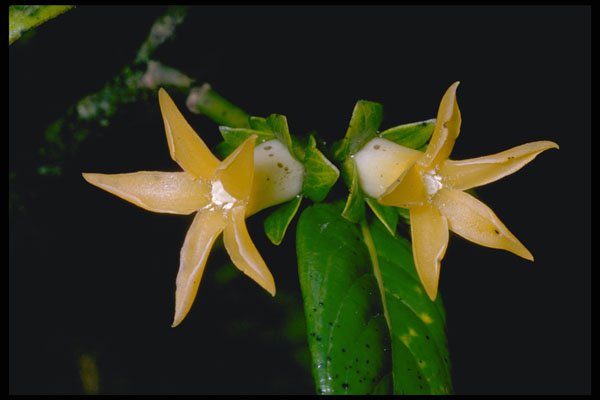 410080 Tiliaceae Spp. A4 Photo Print