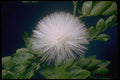 410082 Haele Lehua (Calliandra Inaequilatera) A4 Photo Print