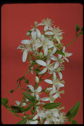 410083 Star Jasmine (Jasminum Pubescens) A4 Photo Print